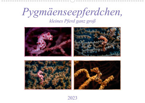 Pygmäenseepferdchen, kleines Pferd ganz groß (Wandkalender 2023 DIN A2 quer) von Gödecke,  Dieter