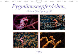Pygmäenseepferdchen, kleines Pferd ganz groß (Wandkalender 2023 DIN A4 quer) von Gödecke,  Dieter