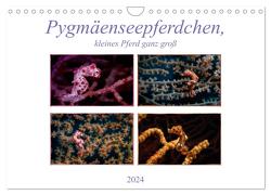 Pygmäenseepferdchen, kleines Pferd ganz groß (Wandkalender 2024 DIN A4 quer), CALVENDO Monatskalender von Gödecke,  Dieter