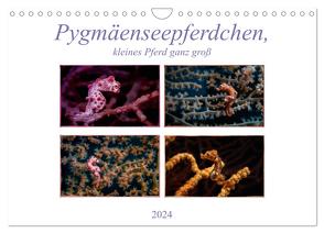 Pygmäenseepferdchen, kleines Pferd ganz groß (Wandkalender 2024 DIN A4 quer), CALVENDO Monatskalender von Gödecke,  Dieter