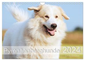 Pyrenäenberghunde (Wandkalender 2024 DIN A4 quer), CALVENDO Monatskalender
