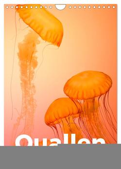 Quallen – Beeindruckende Wassertiere (Wandkalender 2024 DIN A4 hoch), CALVENDO Monatskalender von Scott,  M.