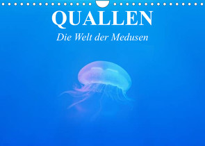 Quallen. Die Welt der Medusen (Wandkalender 2023 DIN A4 quer) von Stanzer,  Elisabeth