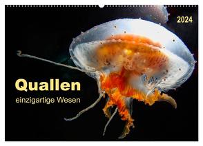 Quallen – einzigartige Wesen (Wandkalender 2024 DIN A2 quer), CALVENDO Monatskalender von Roder,  Peter