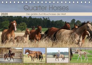 Quarter Horses – Die größte Zuchtbuchrasse der Welt (Tischkalender 2020 DIN A5 quer) von Mielewczyk,  B.