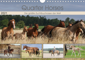 Quarter Horses – Die größte Zuchtbuchrasse der Welt (Wandkalender 2021 DIN A4 quer) von Mielewczyk,  B.