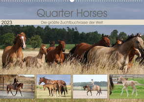 Quarter Horses – Die größte Zuchtbuchrasse der Welt (Wandkalender 2023 DIN A2 quer) von Mielewczyk,  B.