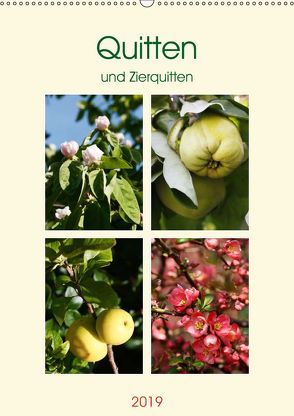 Quitten und Zierquitten (Wandkalender 2019 DIN A2 hoch) von Kruse,  Gisela