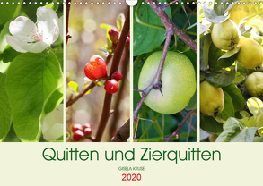 Quitten und Zierquitten (Wandkalender 2020 DIN A3 quer) von Kruse,  Gisela