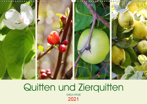 Quitten und Zierquitten (Wandkalender 2021 DIN A2 quer) von Kruse,  Gisela