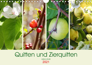 Quitten und Zierquitten (Wandkalender 2021 DIN A4 quer) von Kruse,  Gisela