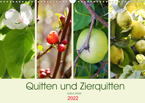 Quitten und Zierquitten (Wandkalender 2022 DIN A3 quer) von Kruse,  Gisela