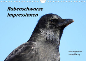 Rabenschwarze Impressionen – meike-ajo-dettlaff.de via wildvogelhlfe.org (Wandkalender 2023 DIN A4 quer) von AJo. Dettlaff,  Meike