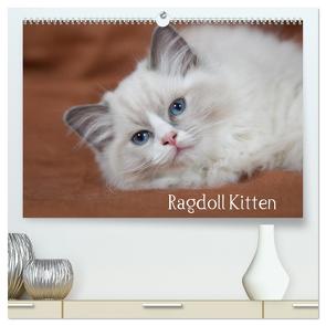 Ragdoll Kitten (hochwertiger Premium Wandkalender 2024 DIN A2 quer), Kunstdruck in Hochglanz von Verena Scholze,  Fotodesign