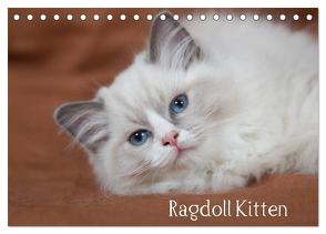 Ragdoll Kitten (Tischkalender 2024 DIN A5 quer), CALVENDO Monatskalender von Verena Scholze,  Fotodesign