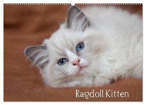 Ragdoll Kitten (Wandkalender 2024 DIN A2 quer), CALVENDO Monatskalender von Verena Scholze,  Fotodesign