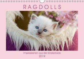 RAGDOLLS Impressionen aus der Kinderstube (Wandkalender 2019 DIN A4 quer) von Reiß-Seibert,  Marion