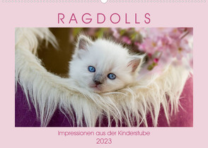 RAGDOLLS Impressionen aus der Kinderstube (Wandkalender 2023 DIN A2 quer) von Reiß-Seibert,  Marion