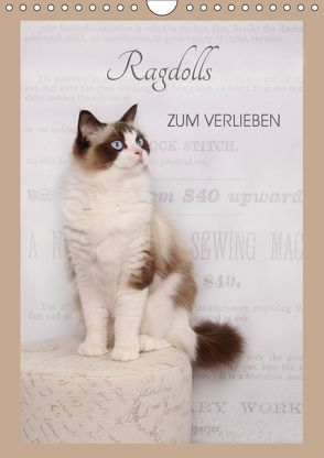 Ragdolls zum Verlieben (Wandkalender 2019 DIN A4 hoch) von Reiß-Seibert,  Marion