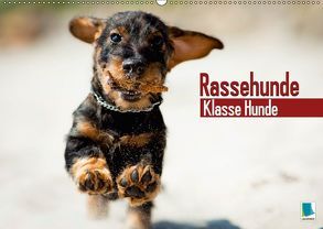 Rassehunde: Klasse Hunde (Wandkalender 2018 DIN A2 quer) von CALVENDO