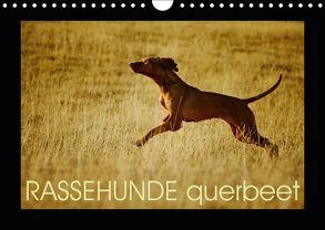 RASSEHUNDE querbeet (Wandkalender 2019 DIN A4 quer) von Köntopp,  Kathrin