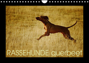 RASSEHUNDE querbeet (Wandkalender 2022 DIN A4 quer) von Köntopp,  Kathrin