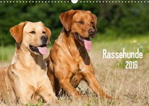 Rassehunde (Wandkalender 2019 DIN A3 quer) von Dzierzawa,  Judith