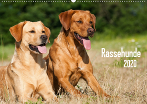 Rassehunde (Wandkalender 2020 DIN A2 quer) von Dzierzawa,  Judith