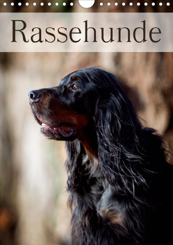 Rassehunde (Wandkalender 2021 DIN A4 hoch) von Noack,  Nicole