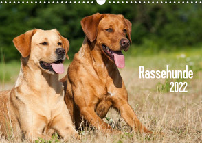 Rassehunde (Wandkalender 2022 DIN A3 quer) von Dzierzawa,  Judith