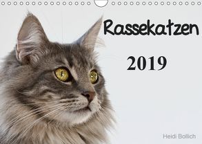 Rassekatzen 2019 (Wandkalender 2019 DIN A4 quer) von Bollich,  Heidi