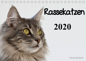 Rassekatzen 2020 (Tischkalender 2020 DIN A5 quer) von Bollich,  Heidi