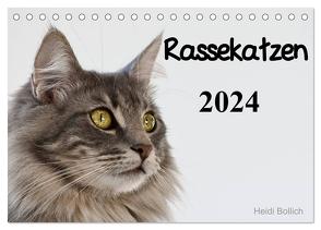 Rassekatzen 2024 (Tischkalender 2024 DIN A5 quer), CALVENDO Monatskalender von Bollich,  Heidi