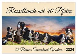 Rasselbande mit 40 Pfoten (Wandkalender 2024 DIN A2 quer), CALVENDO Monatskalender von Kleemann,  Claudia