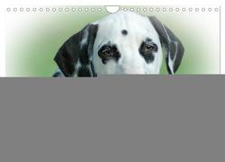 Rasseportraits – Hunde (Wandkalender 2024 DIN A4 quer), CALVENDO Monatskalender von Kleemann,  Claudia