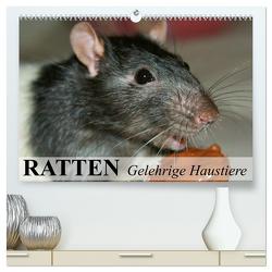 Ratten – Gelehrige Haustiere (hochwertiger Premium Wandkalender 2024 DIN A2 quer), Kunstdruck in Hochglanz von Stanzer,  Elisabeth
