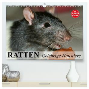 Ratten. Gelehrige Haustiere (hochwertiger Premium Wandkalender 2024 DIN A2 quer), Kunstdruck in Hochglanz von Stanzer,  Elisabeth