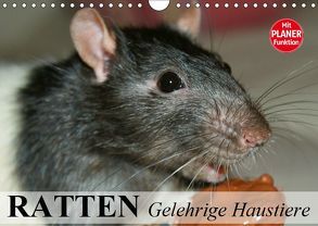 Ratten. Gelehrige Haustiere (Wandkalender 2019 DIN A4 quer) von Stanzer,  Elisabeth
