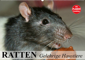 Ratten. Gelehrige Haustiere (Wandkalender 2023 DIN A2 quer) von Stanzer,  Elisabeth