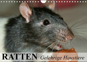 Ratten – Gelehrige Haustiere (Wandkalender 2023 DIN A4 quer) von Stanzer,  Elisabeth