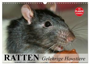 Ratten. Gelehrige Haustiere (Wandkalender 2024 DIN A3 quer), CALVENDO Monatskalender von Stanzer,  Elisabeth