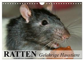 Ratten – Gelehrige Haustiere (Wandkalender 2024 DIN A4 quer), CALVENDO Monatskalender von Stanzer,  Elisabeth