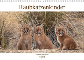 Raubkatzenkinder (Wandkalender 2019 DIN A3 quer) von Vollborn,  Marion