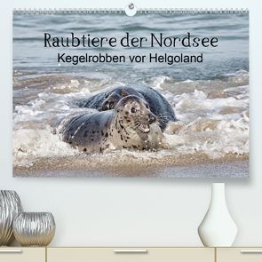 Raubtier der Nordsee – Kegelrobben vor Helgoland (Premium, hochwertiger DIN A2 Wandkalender 2020, Kunstdruck in Hochglanz) von Quentin,  Udo