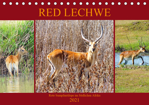 RED LECHWE Rote Sumpfantilope im Südlichen Afrika (Tischkalender 2021 DIN A5 quer) von Fraatz,  Barbara