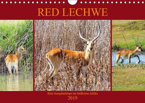 RED LECHWE Rote Sumpfantilope im Südlichen Afrika (Wandkalender 2019 DIN A4 quer) von Fraatz,  Barbara