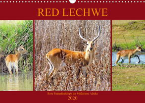 RED LECHWE Rote Sumpfantilope im Südlichen Afrika (Wandkalender 2020 DIN A3 quer) von Fraatz,  Barbara