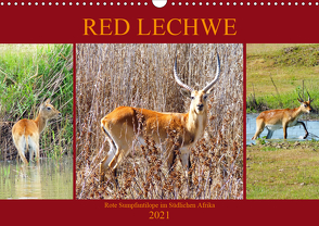 RED LECHWE Rote Sumpfantilope im Südlichen Afrika (Wandkalender 2021 DIN A3 quer) von Fraatz,  Barbara
