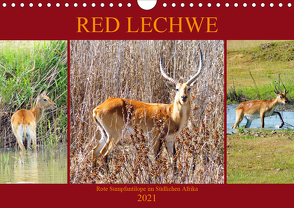 RED LECHWE Rote Sumpfantilope im Südlichen Afrika (Wandkalender 2021 DIN A4 quer) von Fraatz,  Barbara