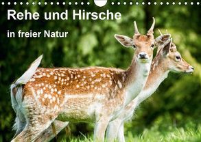 Rehe und Hirsche in freier Natur (Wandkalender 2018 DIN A4 quer) von Photography,  Photoga, Wernicke-Marfo,  Gabriela